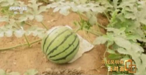 有啥吃瓜的论坛,一网打尽娱乐圈最新动态